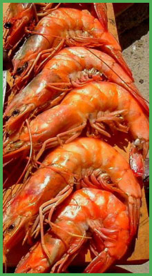 shrimp-grn-border.jpg