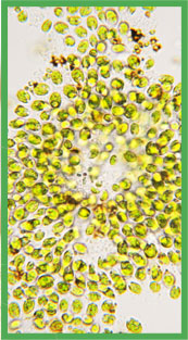 algae-grn-border.jpg
